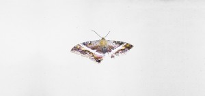 LE MAKING OF DE TO PIMP A BUTTERFLY
